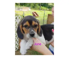 Ready to leave now Purebred Beagle Puppies - 3