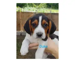 Ready to leave now Purebred Beagle Puppies - 4