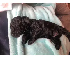 3 female Schnoodle puppies remaining