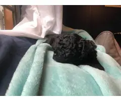 3 female Schnoodle puppies remaining - 2