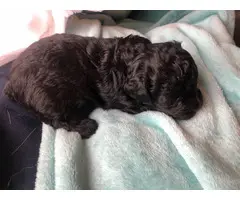 3 female Schnoodle puppies remaining - 3
