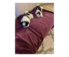 2 Pure bred Shih Tzu puppies for sale with papers
