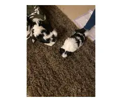 2 Pure bred Shih Tzu puppies for sale with papers - 5