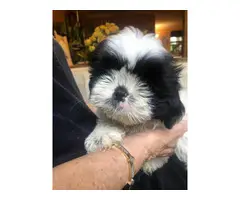 2 Pure bred Shih Tzu puppies for sale with papers - 6
