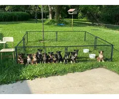 Tri Color Aussie puppies to be rehomed