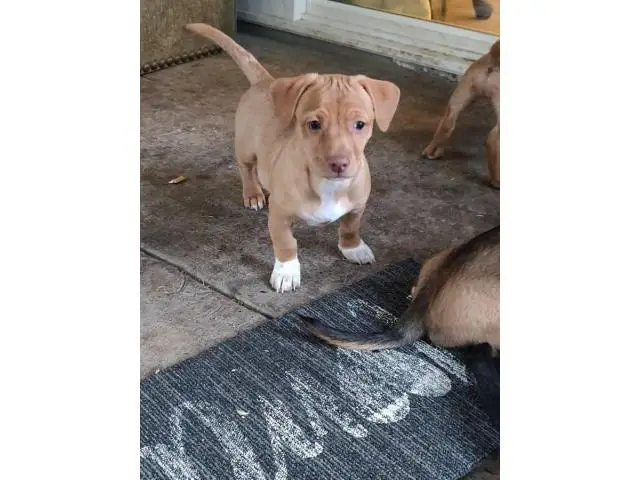 Chiweenie puppies 2 boys and 1 girl