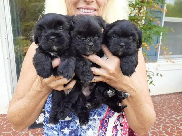 6 weeks old registered Shorkie puppies ready to go now - 3/4