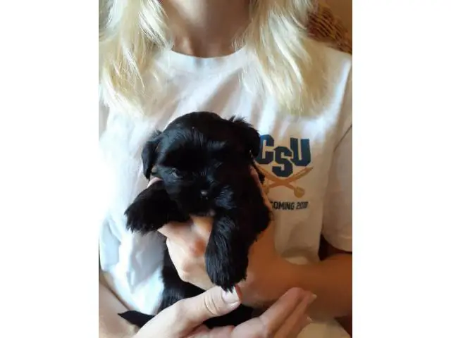 6 weeks old registered Shorkie puppies ready to go now - 4/4