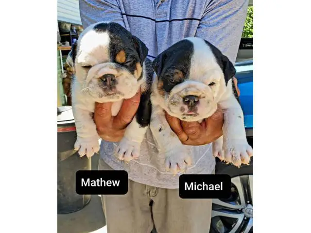 8 AKC English bulldog puppies for sale - 2/8